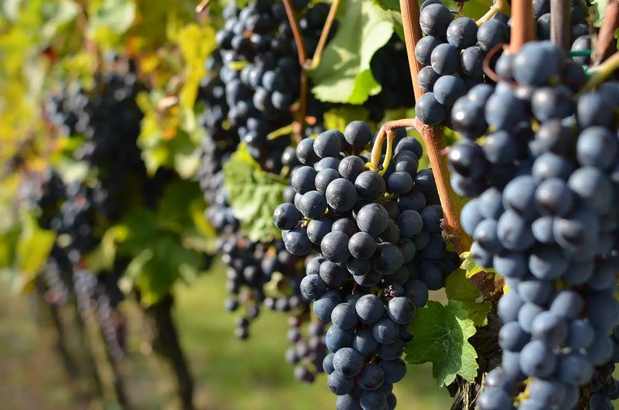 sardice moravske toskansko fototuristika jizni morava krajina vinarstvi karlik penzion sardice vino karlik moravske vino vino z moravy